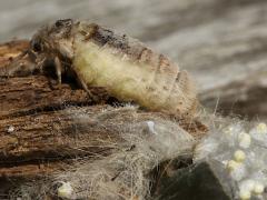 (White-marked Tussock Moth) female eggs