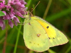 Orange Sulfur on Red Clover