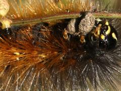 (Salt Marsh Moth) caterpillar face