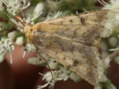 (Corn Earworm Moth) upperside