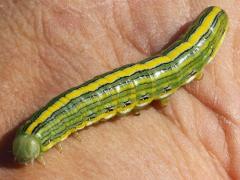 (Goldenrod Hooded Owlet) caterpillar hand