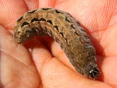 (Large Yellow Underwing) caterpillar frontal