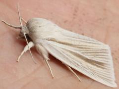 (Henry's Marsh Moth) lateral