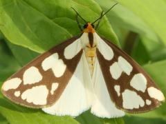 (Confused Haploa Moth) open