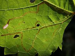 Grape Leafminer Moth backlit mine on Riverbank Grape