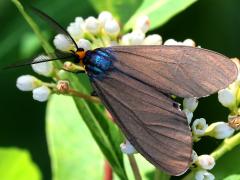 (Virginia Ctenuchid Moth) male upperside