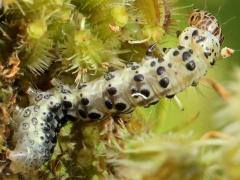 Carrot Seed Moth on Queen Anne's Lace