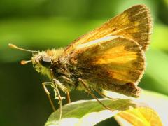 (Hobomok Skipper) underside