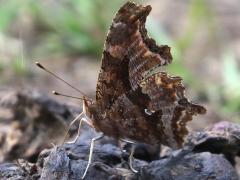 (Eastern Comma) underside