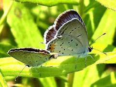 (Eastern Tailed Blue) mating