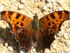 (Eastern Comma) summer form puddling