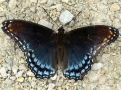 (Red-spotted Purple) astyanax upperside