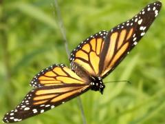 (Monarch) female gliding