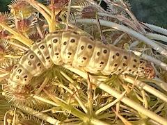 Carrot Seed Moth on Queen Anne's Lace