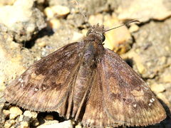 (Wild Indigo Duskywing) upperside