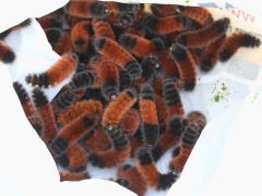 (Isabella Tiger Moth) caterpillars bag