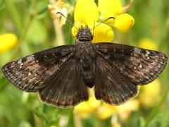 Wild Indigo Duskywing female on Bird's-foot Trefoil