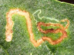 Wafer Ash Leafminer Moth upperside mine on Wafer Ash