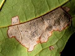 (Maple Leafcutter Moth) underside mine on Sugar Maple