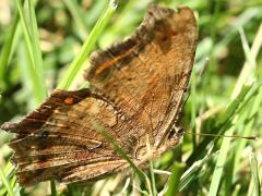 (Eastern Comma) summer form underside