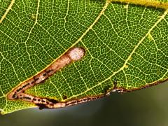 Walnut Leafminer Moth backlit mine on Black Walnut