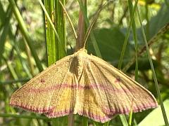 (Chickweed Moth) male upperside