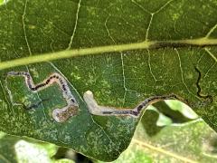 Bur Oak Leafminer Moth upperside mine on Bur Oak