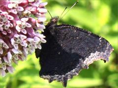 (Mourning Cloak) underside