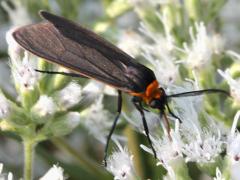 Yellow-collared Scape Moth on Tall Boneset