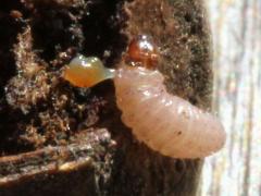 Acorn Moth on Bur Oak