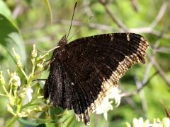 (Mourning Cloak) underside