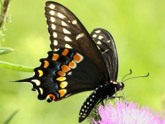 (Black Swallowtail) male underside