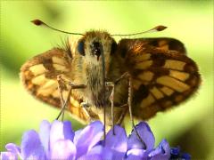 Peck's Skipper face on Hoary Vervain