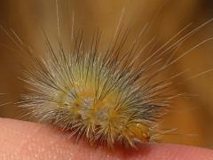 (Virginian Tiger Moth) caterpillar Aleksandra