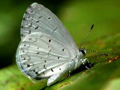 (Summer Azure) underside