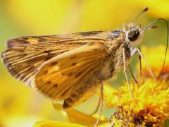 Fiery Skipper underside on Butter Daisy