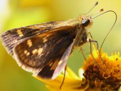 Peck's Skipper female underside on Butter Daisy