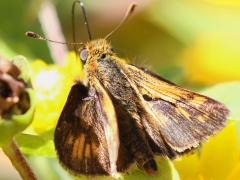 Peck's Skipper male upperside on Butter Daisy