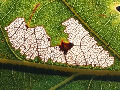 Parornix Leafminer Moth backlit mine on White Oak