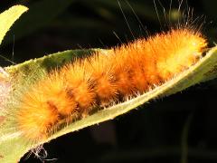 (Virginian Tiger Moth) caterpillar