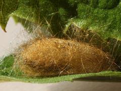 (Virginian Tiger Moth) cocoon Oct 2