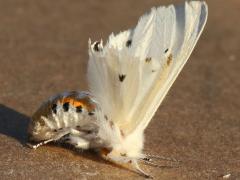 (Virginian Tiger Moth) female Apr 14