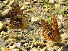 (Great Spangled Fritillary) puddling