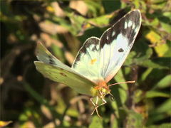 (Orange Sulfur) female flapping