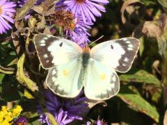 (Orange Sulfur) female upperside