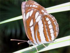 (Common Sailer) luculenta