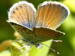 (Western Pygmy-Blue) perching