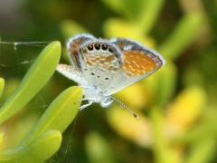 (Western Pygmy-Blue) underside