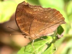 (Chocolate Pansy) underside