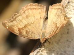 (Chocolate Pansy) upperside